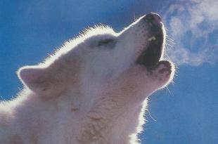 حیوانات و صداهای آنها  روباه چه میگوید؟  یا حیوانات در انگلیسی چه صداهایی تولید می کنند.  تصاویر