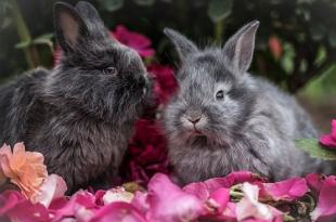 Why do married women dream about gray rabbits?