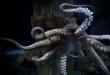 Koja je najveća hobotnica na svijetu?