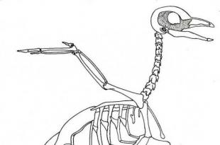 Kobilica kod ptica Kobilica na prsnoj kosti je razvijena u